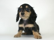 カニヘン 子犬 ブラクリ女の子 カニヘン 子犬 ブラクリ女の子