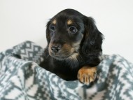 カニヘン　子犬　ブラックタン男の子