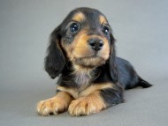 カニヘン　子犬　ブラタン女の子