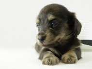 カニヘン　子犬　ブラクリ女の子