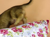 カニンヘンダックス　子犬　シェーデットクリーム男の子