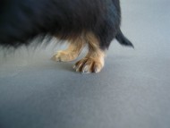 カニヘン　子犬　ブラタン女の子