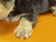 ミニチュワダックス　ブラクリ女の子