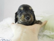 カニヘン　子犬　ブラクリ男の子