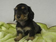 カニンヘンダックス　子犬　ブラクリ男の子