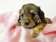 カニヘンダックス 子犬 シェーデットクリーム 女の子 カニヘンダックス 子犬 シェーデットクリーム 女の子