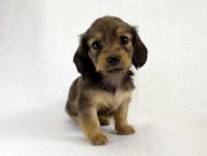 カニヘン　仔犬　シェーデットクリーム女の子