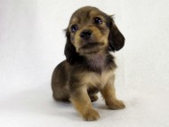 カニヘン 仔犬 シェーデットクリーム女の子 カニヘン 仔犬 シェーデットクリーム女の子