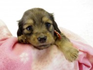 カニヘンダックス 子犬 シェーデットクリーム 女の子 カニヘンダックス 子犬 シェーデットクリーム 女の子