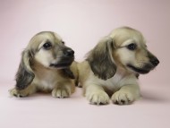 カニンヘン ダックスフンド シェーデットクリーム 男の子達