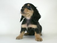 カニヘン 子犬 ブラクリ女の子 カニヘン 子犬 ブラクリ女の子