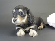 カニヘン　子犬　ブラクリ女の子