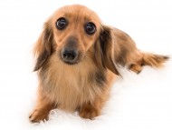 Kaninchen_Dachshund07あかね_K9A8190 Kaninchen_Dachshund07あかね_K9A8190