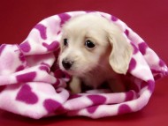 カニヘン ダックスフンド 子犬 ピュアクリーム女の子