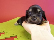 カニンヘンダックス　子犬　ブラッククリーム男の子