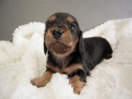 カニヘン子犬　ブラタン女の子　