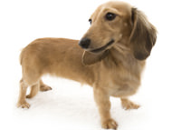 ベルサス（通称・ベル） カニンヘンダックス シェーデットクリーム　2.5kg