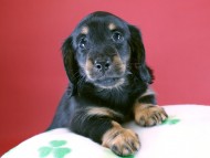 カニヘン 子犬 ブラタン女の子 カニヘン 子犬 ブラタン女の子