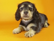 ミニチュワダックス　ブラクリ女の子