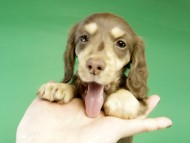 カニンヘン ダックス チョコ&クリーム女の子 カニンヘン ダックス チョコ&クリーム女の子