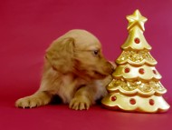 カニヘン ダックスフンド 子犬 ゴールド女の子