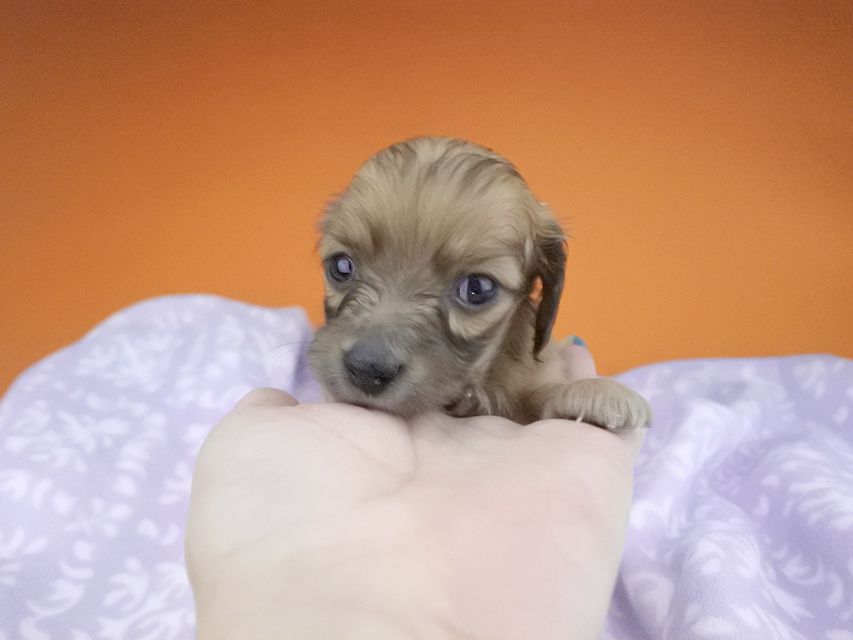 カニンヘンダックスフンド オーシャン & 竹千代の子犬 レッド 男の子