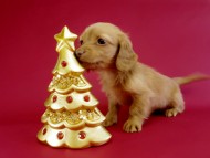 カニヘン ダックスフンド 子犬 ゴールド女の子