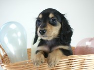 カニヘン 子犬 ブラクリ女の子 カニヘン 子犬 ブラクリ女の子