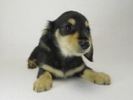 カニヘン　子犬　ブラクリ男の子