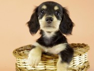 カニンヘンダックス　子犬　ブラクリ女の子