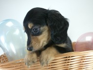 カニヘン 子犬 ブラクリ女の子 カニヘン 子犬 ブラクリ女の子