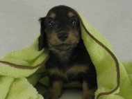 カニンヘンダックス　子犬　ブラクリ男の子