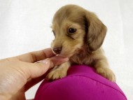 カニヘン 仔犬 クリーム女の子 カニヘン 仔犬 クリーム女の子