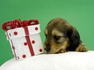 カニヘンダックス　子犬　シェーデットレット女の子