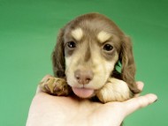 カニンヘン ダックス チョコ＆クリーム女の子