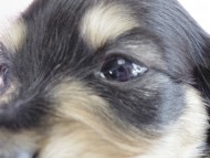 カニヘン　子犬　ブラクリ　女の子