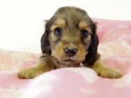 カニヘンダックス 子犬 シェーデットクリーム 女の子 カニヘンダックス 子犬 シェーデットクリーム 女の子