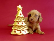 カニヘン ダックスフンド 子犬 ゴールド女の子