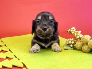 カニンヘンダックス 子犬 ブラッククリーム男の子 カニンヘンダックス 子犬 ブラッククリーム男の子