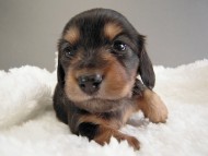 カニヘン子犬　ブラタン女の子　