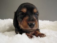 カニヘン子犬　ブラタン女の子　