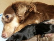 パッピーベル カニヘン 2.8kg チョコレートクリーム パッピーベル カニヘン 2.8kg チョコレートクリーム