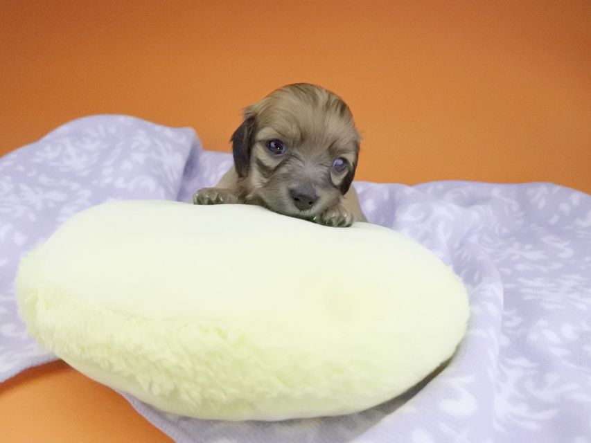カニンヘンダックスフンド オーシャン & 竹千代の子犬 レッド 男の子