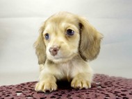 カニヘンダックス　子犬　クリーム　女の子