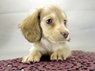 カニヘンダックス　子犬　クリーム　女の子