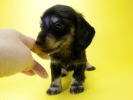カニンヘン ダックスフンド 子犬 ブラッククリーム 女の子