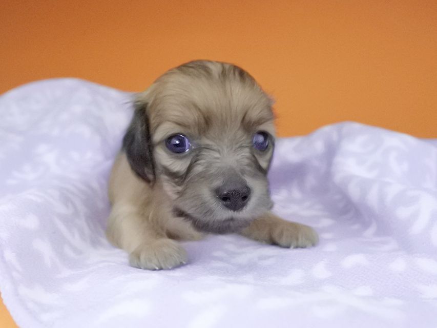 カニンヘンダックスフンド オーシャン & 竹千代の子犬 レッド 男の子