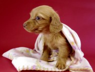 カニヘン ダックスフンド 子犬 ゴールド女の子