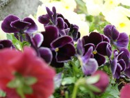 カニヘン　子犬　ブラタン女の子