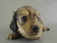 カニンヘン　子犬　Ｓクリーム男の子